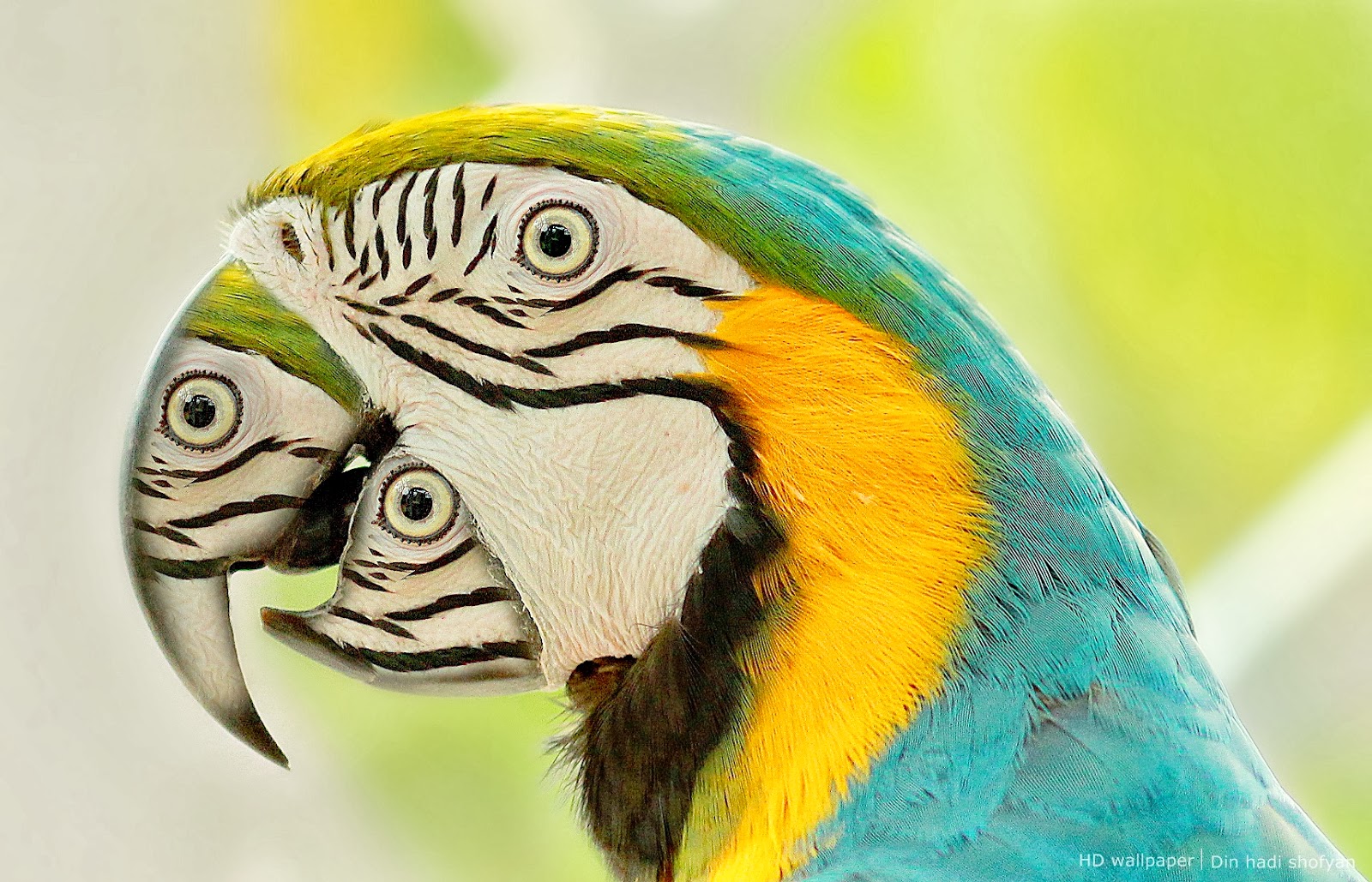 31+ Mata Burung Garuda