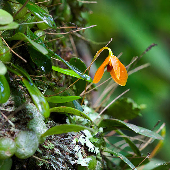 Bulbophyllum minutissimum