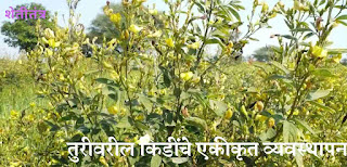 तुरीवरील किडींचे एकीकृत व्यवस्थापन तुरीवरील किडींचे एकीकृत व्यवस्थापन