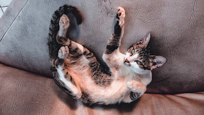 gato en sofá
