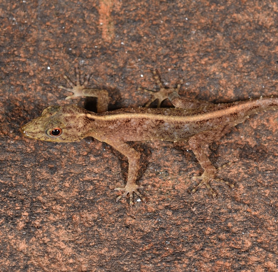 Species New to Science [Herpetology • 2021] Cnemaspis schalleri • A