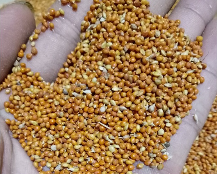 Gambar Makanan Burung Perkutut