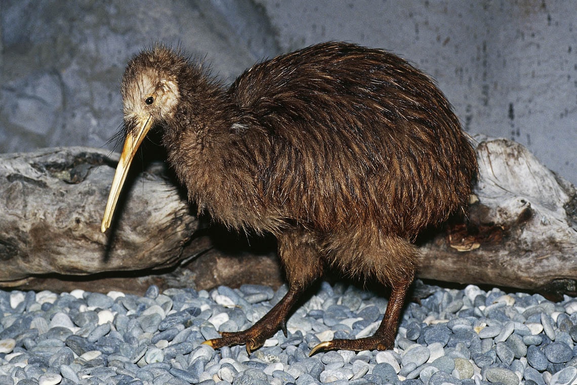Kiwi bird eggs, size & facts, How many Kiwi birds are left?