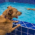 Στο σκύλο αρέσει να πηδά στο νερό, αλλά προσοχή!..