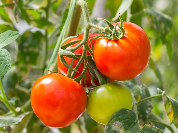 Cantik dan Sihat dengan Buah Tomato