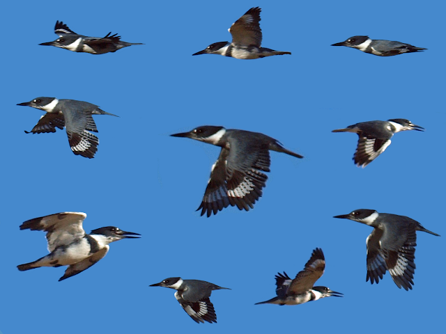 Birding Is Fun!: Belted Kingfisher