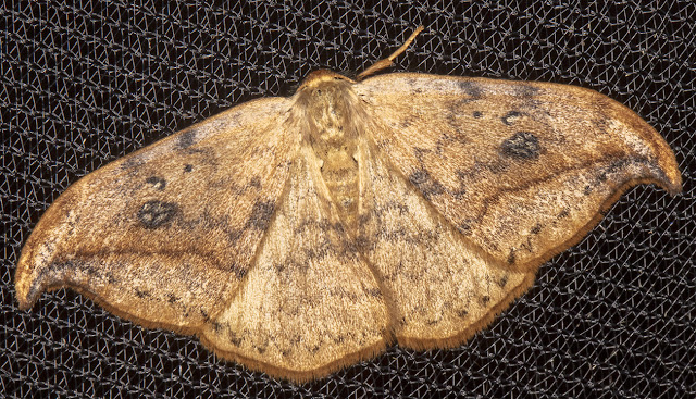 Pebble Hook-tip, Drepana falcataria. Sevenoaks Wildlife Reserve, 26 August 2017. Pebble Hook-tip, Drepana falcataria. Sevenoaks Wildlife Reserve, 26 August 2017.