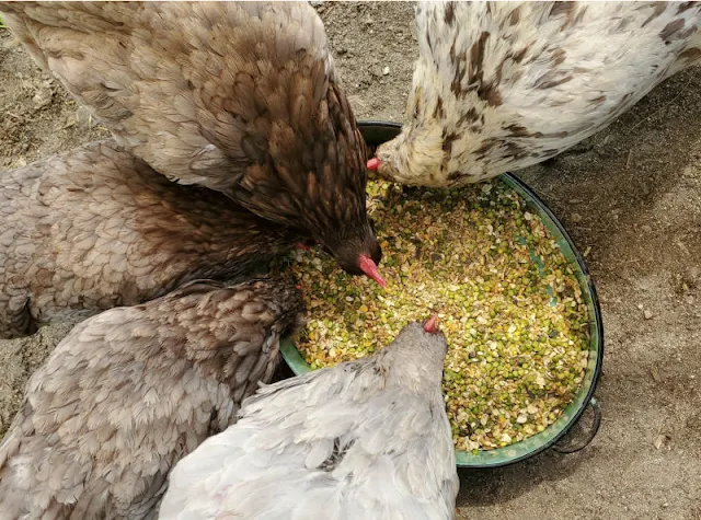 chickens eating homemade layer feed