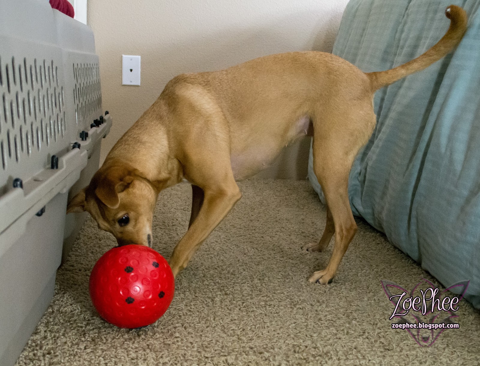 ZoePhee Keep Your Dog Mentally Stimulated with the Buster Treat Ball