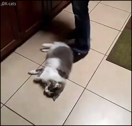 Funny Cat GIF • Lazy cat has decided he wants to be a lock mop, haha! Funny Cat GIF • Lazy cat has decided he wants to be a lock mop, haha!