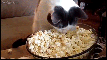 Crazy Cat GIF • Ingenious cat warms his face in popcorn. He likes it don't try to understand, haha Crazy Cat GIF • Ingenious cat warms his face in popcorn. He likes it don't try to understand, haha