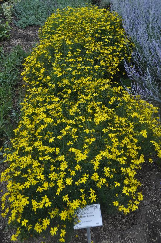 COHorts CSU Perennial Trials 2015