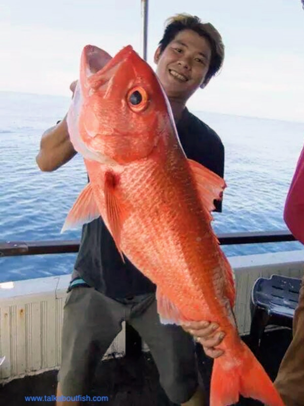 Snapper: Ruby Snapper - About Fish