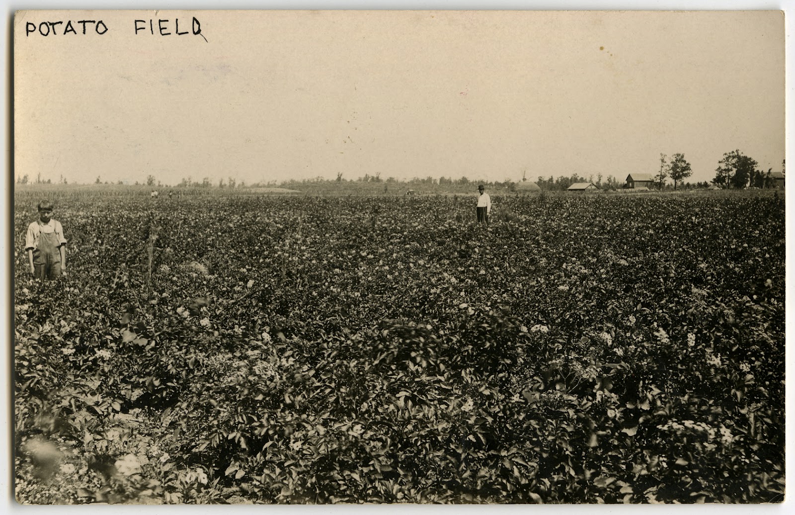 Found Potato Field Wi Facebook Wisconsinproject
