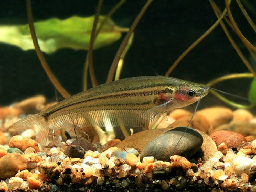 Glass catfish care.