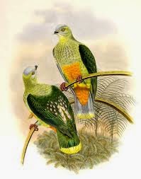 Silver capped fruit dove