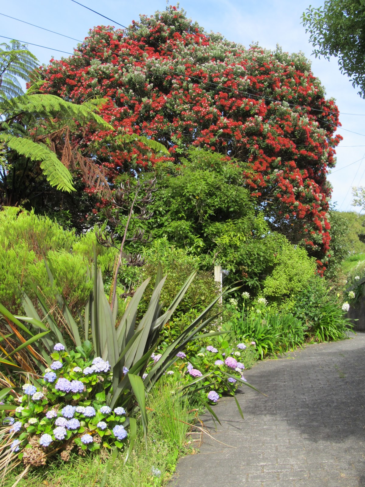 Sparrow Chatter New Zealand's native Christmas tree