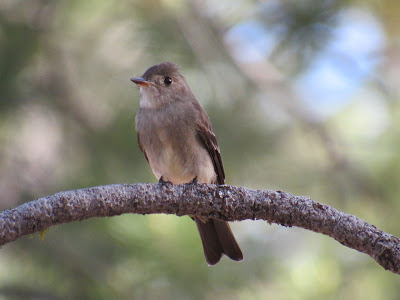 Lassen Volcanic National Park California birding hotspot