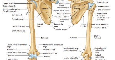 Anatomi Otot Ekstremitas Superior Pada Anatomi Tubuh Manusia - Anatomi