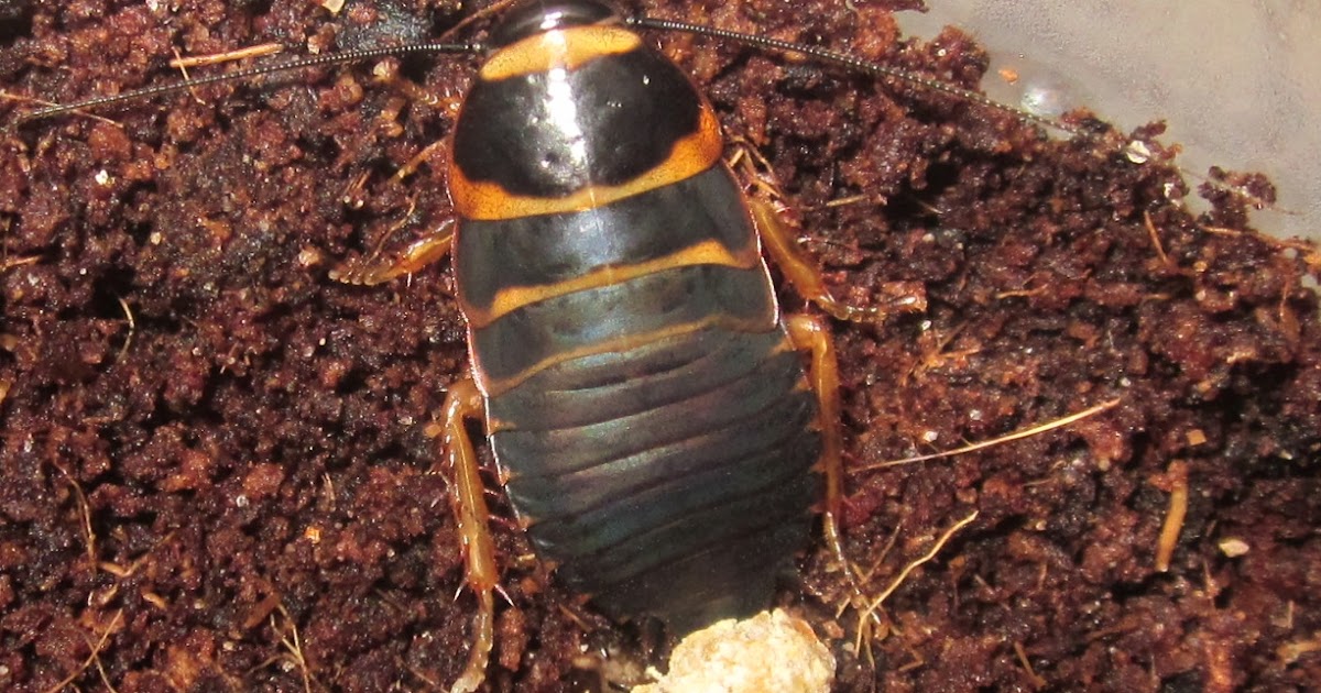 Invertebrate Dude Christmas Zombie Roaches! (Pt. 1)