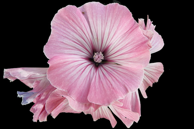 pink mallow flower 