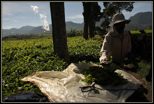 Pangalengan Tea Plantation