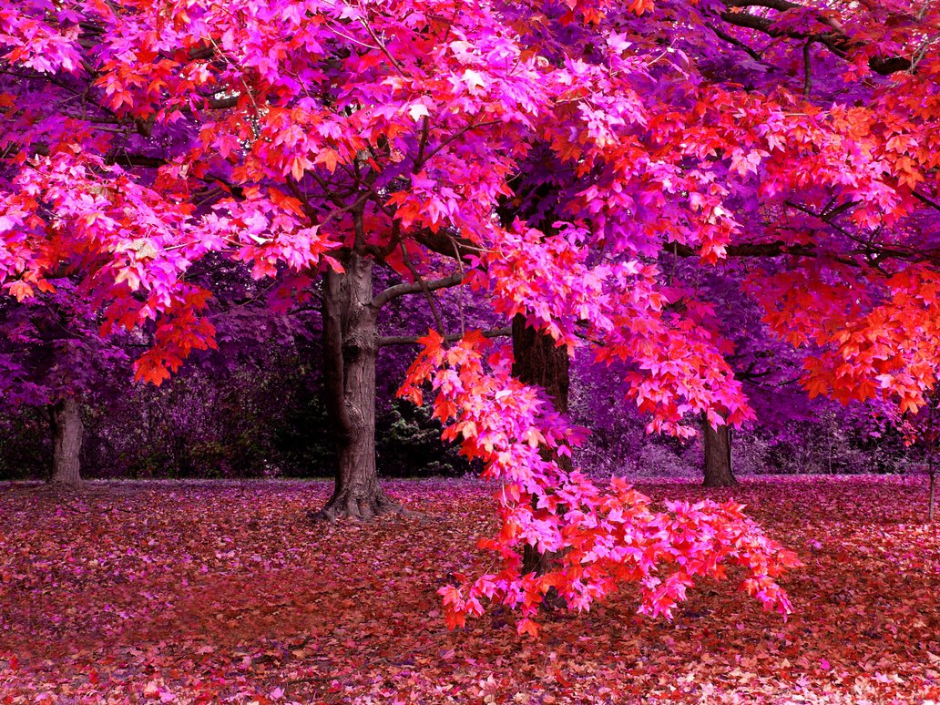Autumn Graphics Picture: Autumn Fantasy