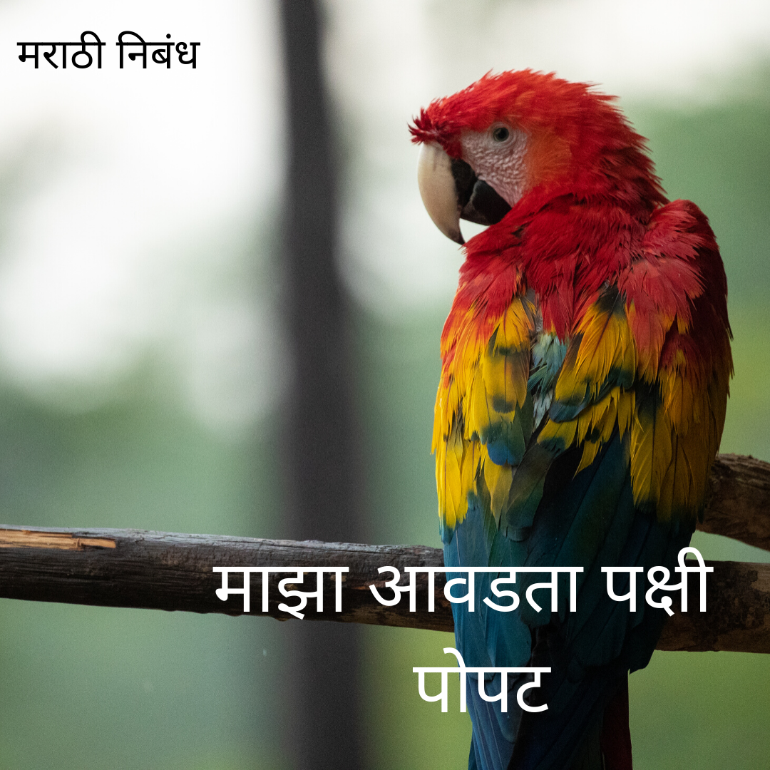 essay in marathi my favourite bird parrot