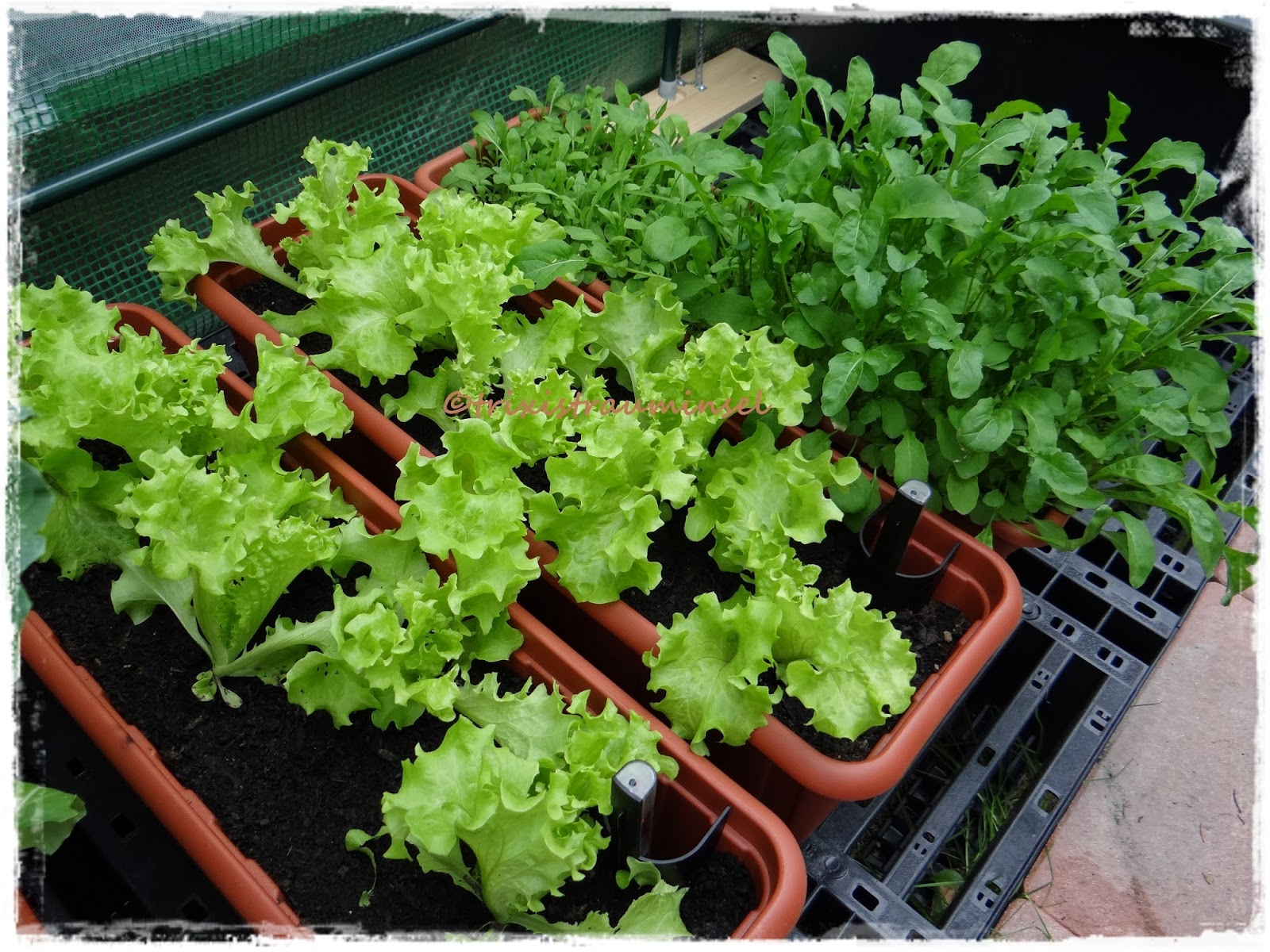 Trixistrauminsel Gemuse Im Balkonkasten