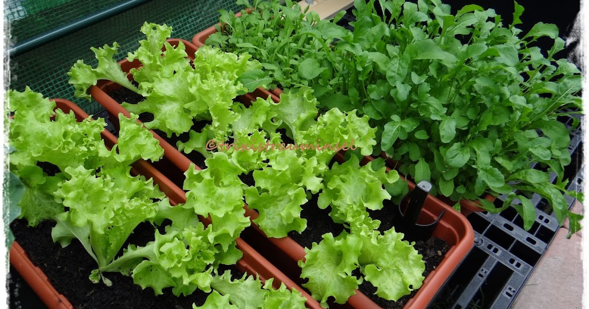 trixistrauminsel Gemüse im Balkonkasten