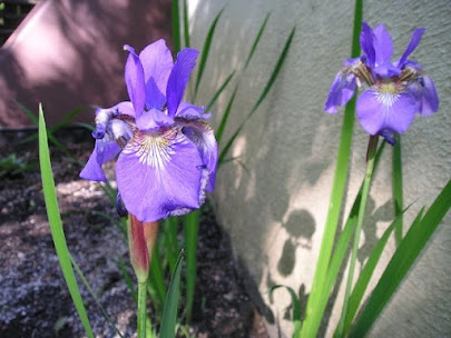 Iris