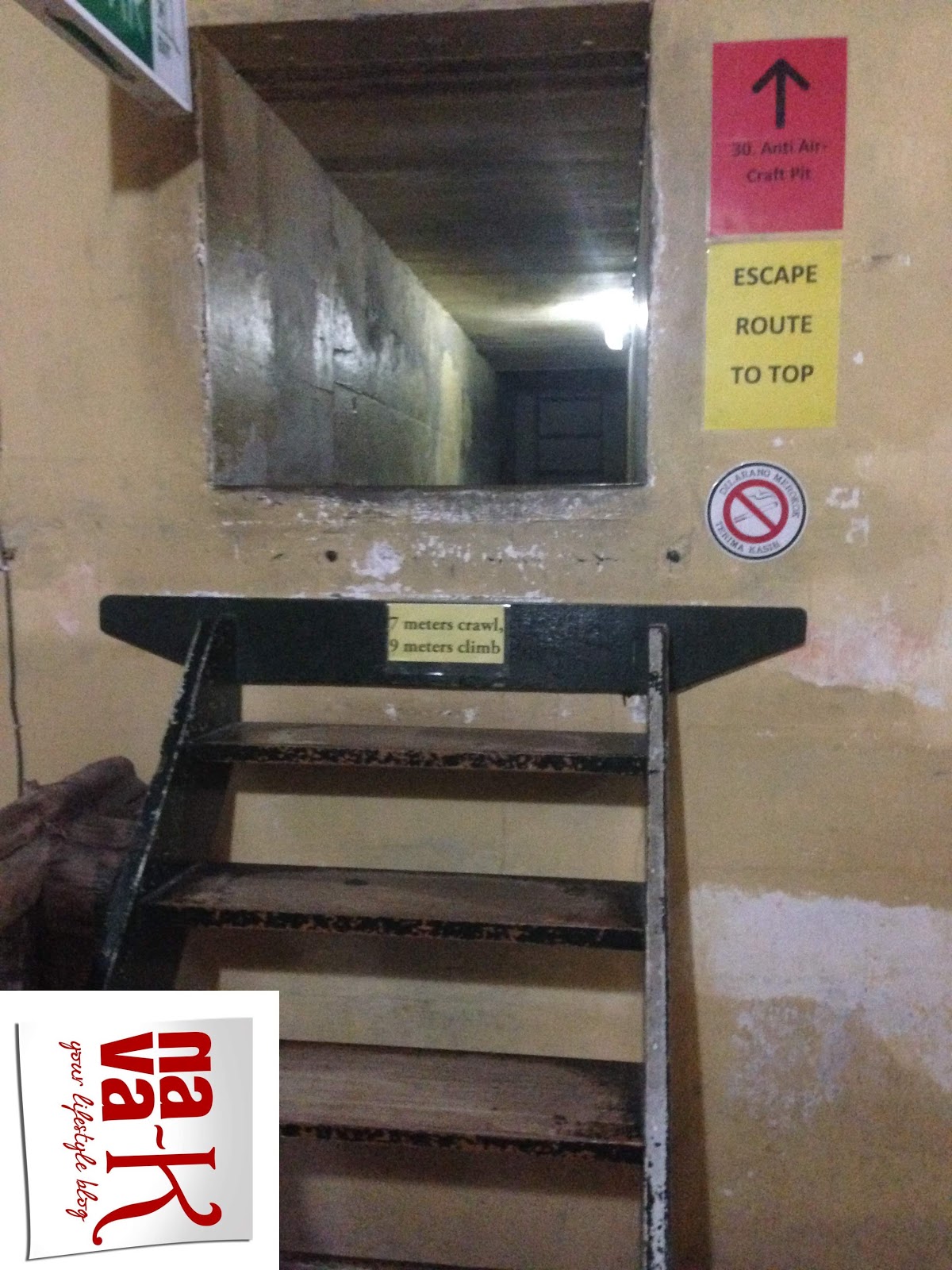 Kerria Japonica Boglarkacserje Garden Landscape Design