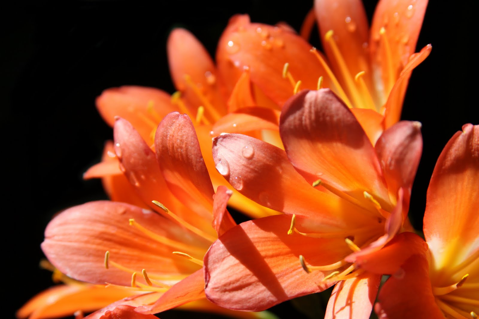 My Pictures....: May 2011