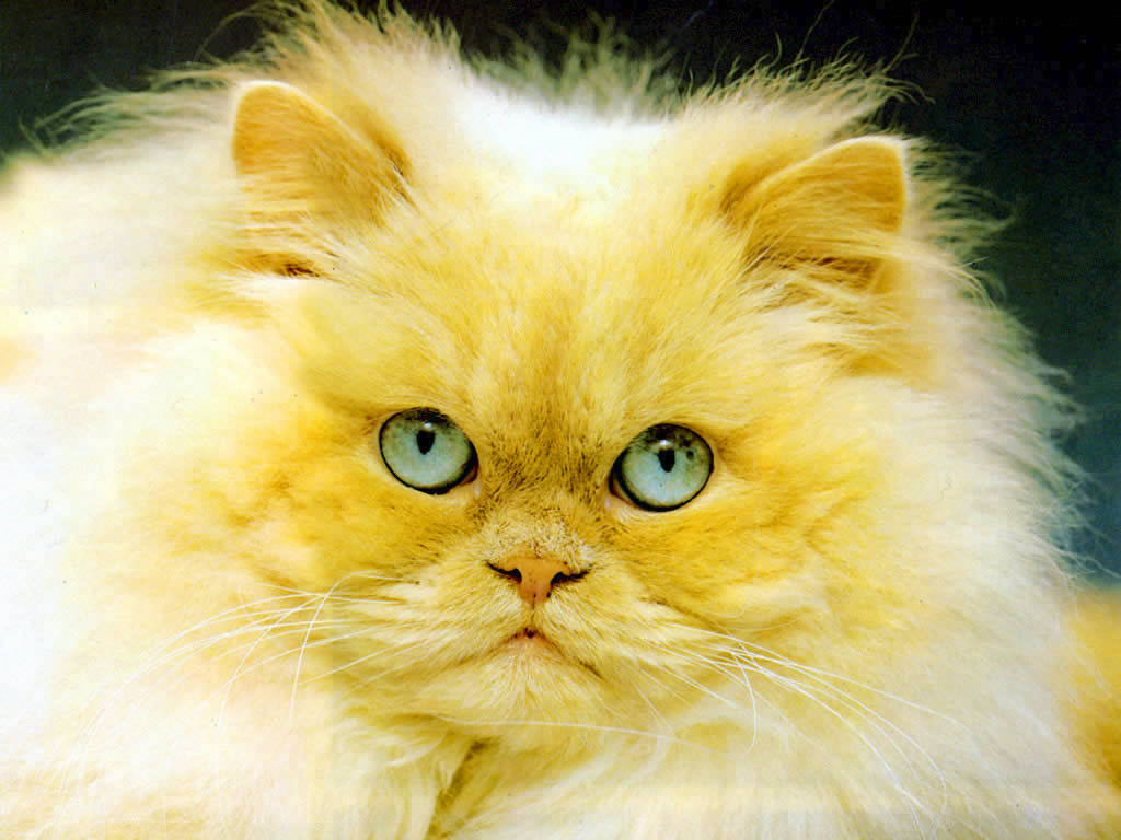 cat picture IRAN CATS