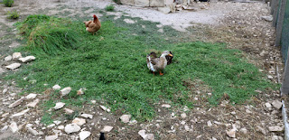 Lots of grass for the ducks and chickens Lots of grass for the ducks and chickens