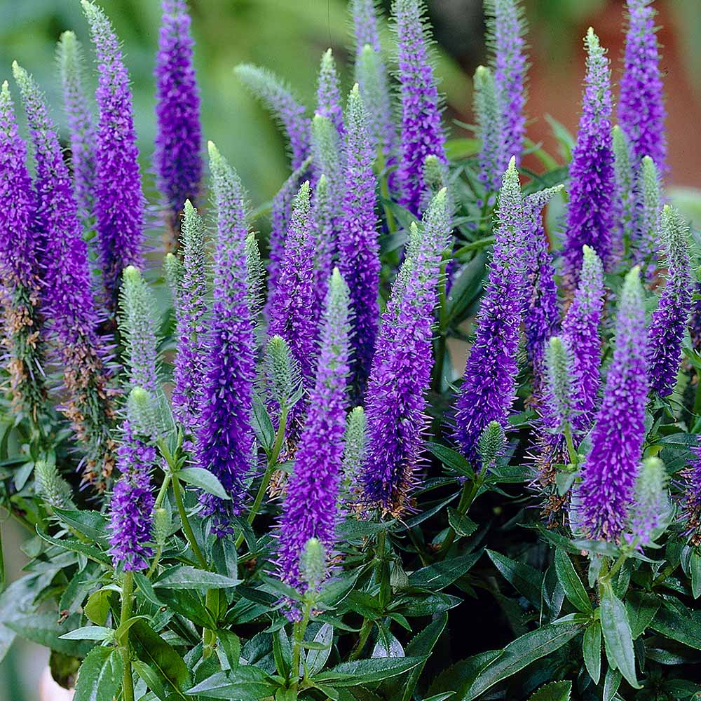 UK Gardening Veronica Spicata Blue Carpet