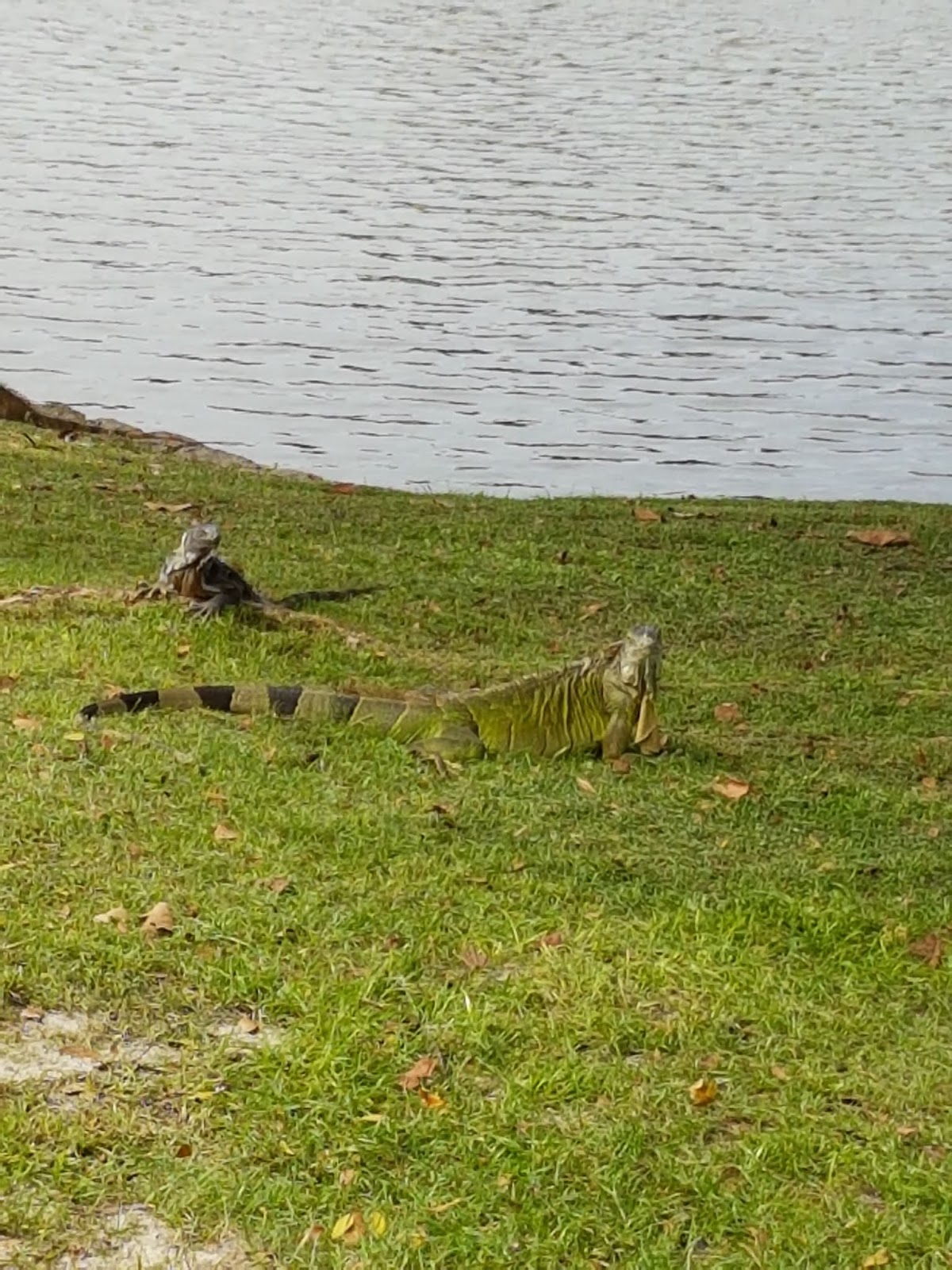 Iguana Kingdom v The Monitor Lizards