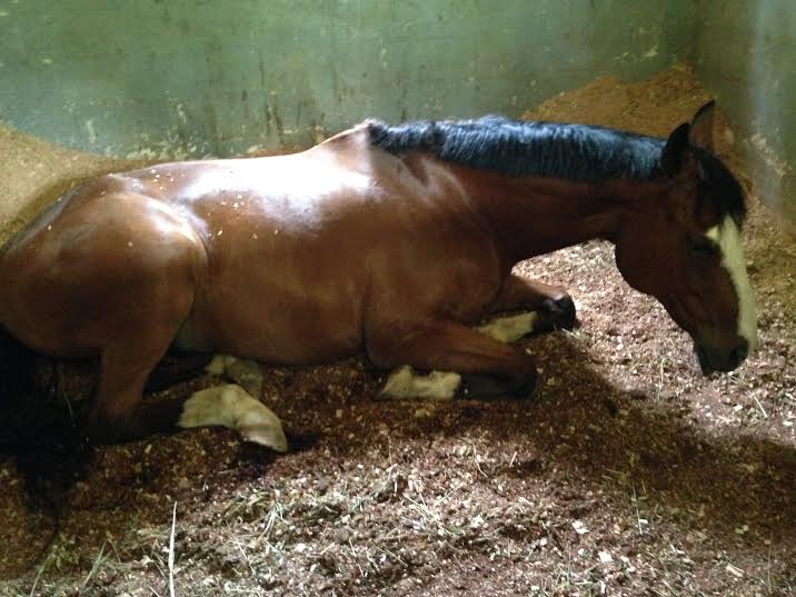 2015 - Kiddo could not be more relaxed in his new home...