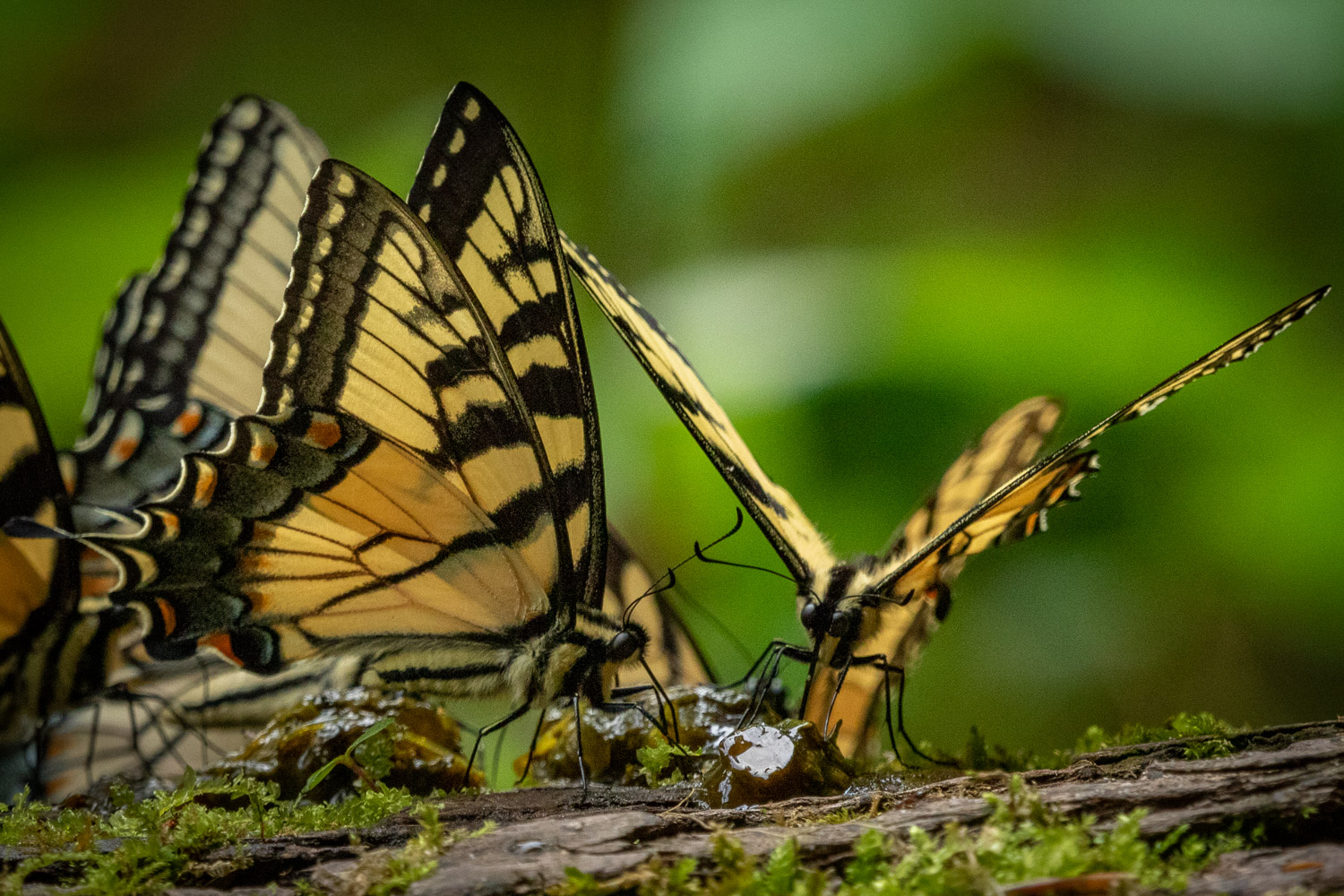 Piks of the Day, and Stuff! Well, I did get butterflies.