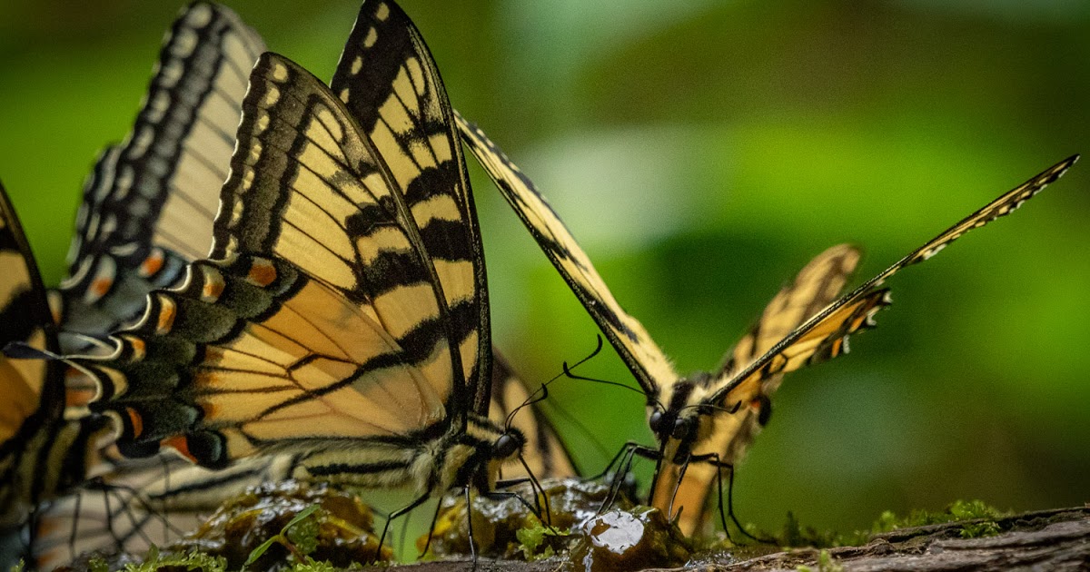 Piks of the Day, and Stuff! Well, I did get butterflies.