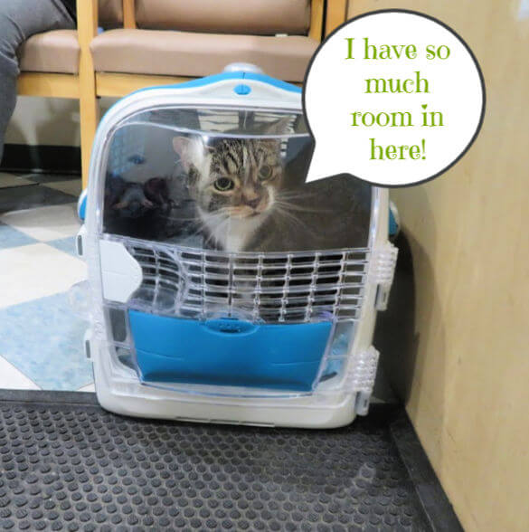 Tabby cat in a carrier