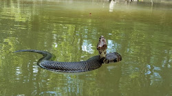 Loài rắn nước moccasin cực độc