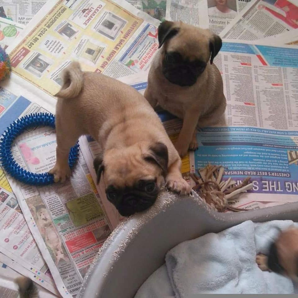 PUG PUPPIES AND CHARACTERISTICS OF PUG PUPPIES FOR SALE PUGS FOR SALE