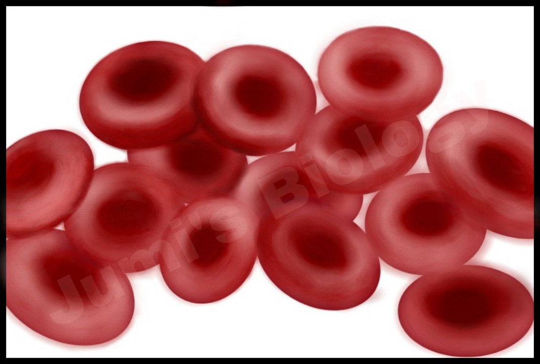 Sickle-Cell Anaemia: Symptoms & Transmission ||Class 12 Biology
