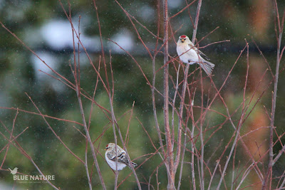 Pareja de pardillo de Hornemman - Artic redpoll couple - Acanthis hornemanni. A simple vista parece complicado diferenciar ambas especies, pero este destaca mucho más por su blanco. El pardillo sizerín es mucho más estriado y eso es muy evidente para separa ambas especies.