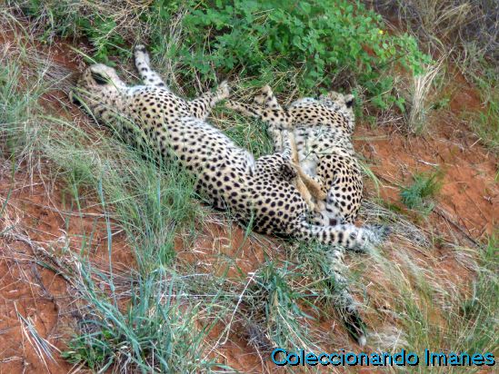 Leopardos y guepardos en Okonjima Namibia Africat