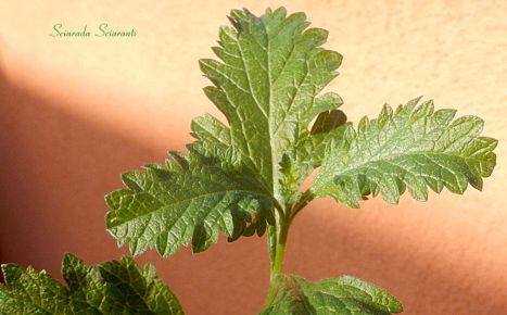 Verbena officinalis