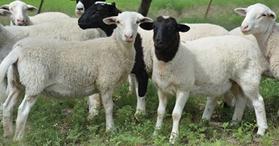 Polypay Sheep Disadvantages Advantages Wool Quality Price