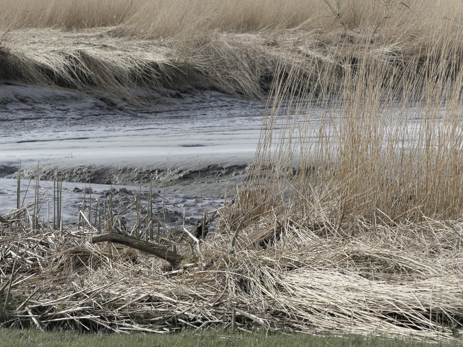 Fotografie.... In der Haseldorfer Marsch
