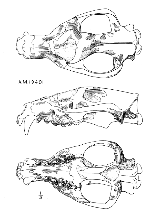Класс млекопитающие череп. Череп млекопитающих. Черепа млекопитающих по отрядам. Строение черепа млекопитающих рисунок. Название костей черепа млекопитающих.